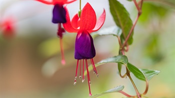 The flowering <i>Fuchsia hybrida</i> (Lady's Eardrops) is one of the many flowering ornamental plants in the Green House.